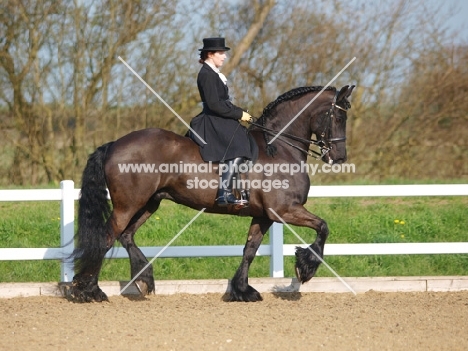 Friesian with rider