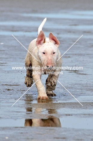 Bull Terrier pup running on beach