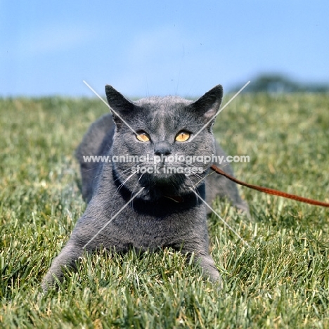 int ch pussy prince, chartreux cat lying on grass