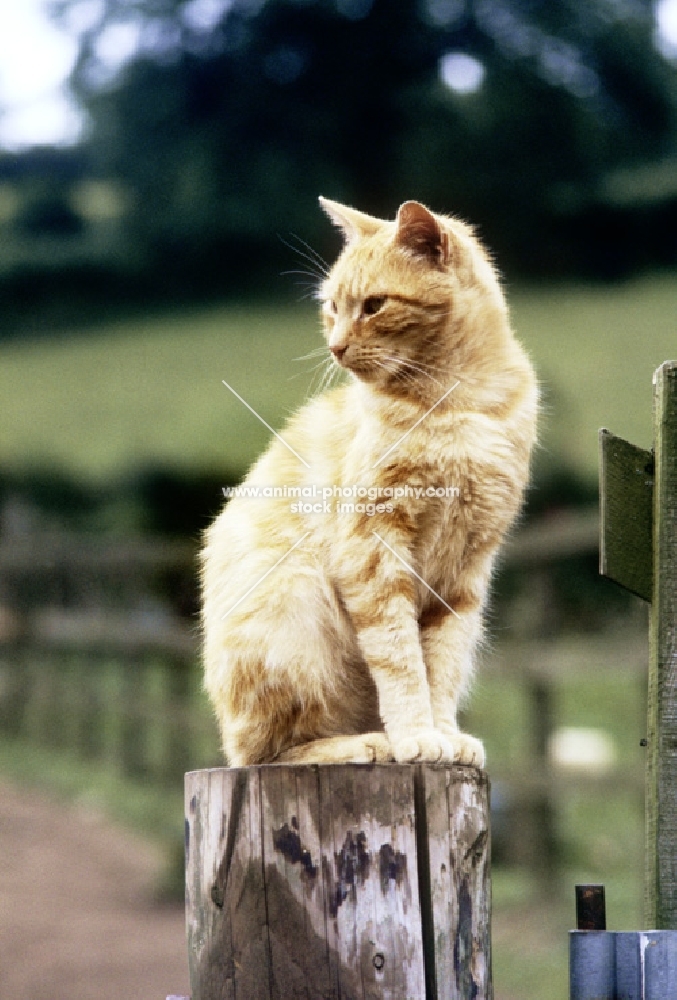 farm cat on a post