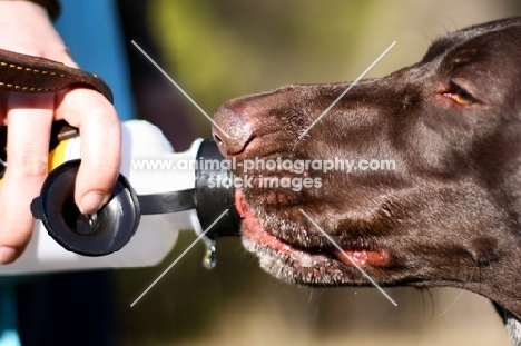 German Shorthaired Pointer drinking from water bottle