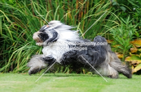 Tibetan Terrier running