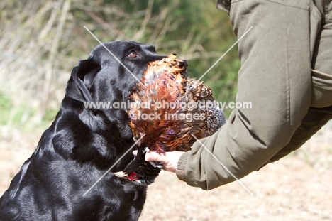 Labrador bringing back pheasant