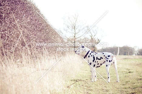Dalmatian looking into hedge area.