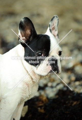 black and white French Bulldog portrait