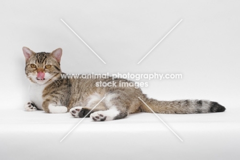 American Wirehair, Brown Mackerel Tabby & White, licking lips