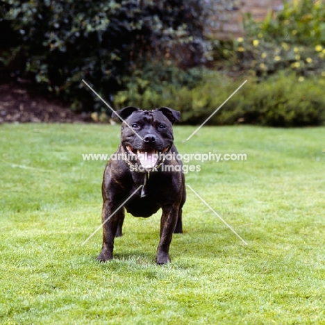 Staffordshire bull terrier looking at camera