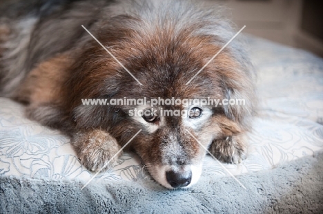 keeshond mix lying with head down on blue dog bed