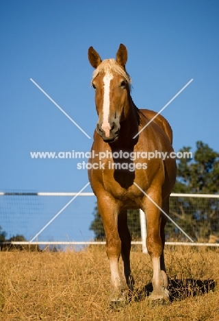 Belgian Draft horse