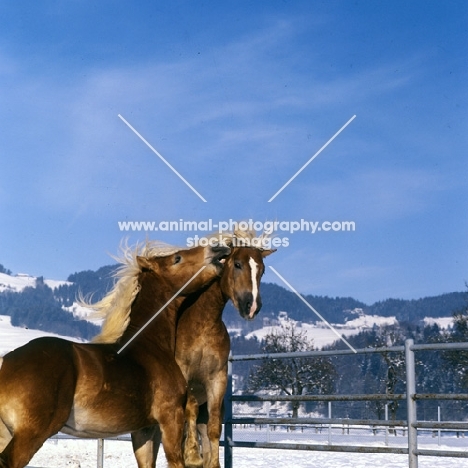 Haflinger colt nipping another at Ebbs Austria