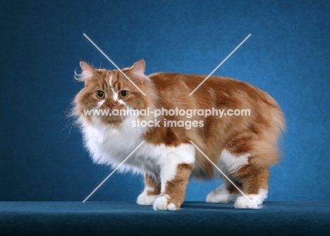 red and white Cymric cat