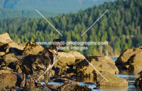 German Shorthaired Pointer near rocks