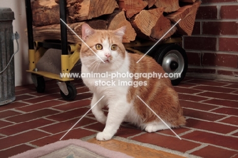 tabby and white Manx cat at home