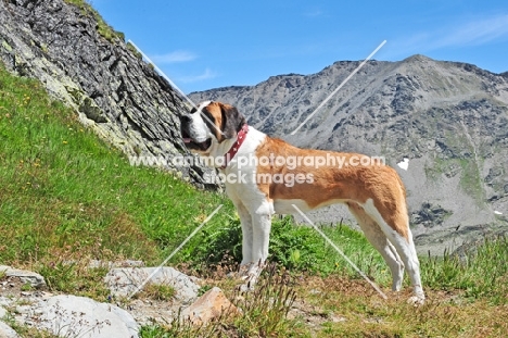 Saint Bernard in Swiss Alps (near St, Bernard Pass)