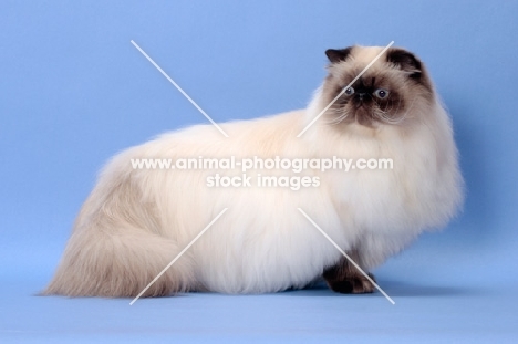 Seal Point Himalayan cat, 10 months old, (Aka: Persian or Colourpoint)