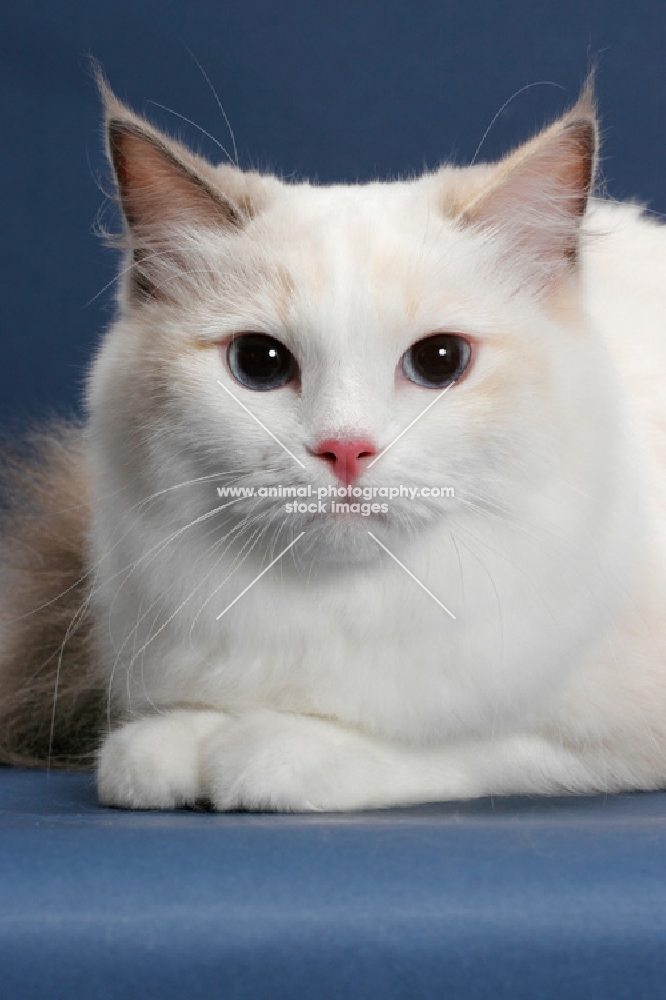 Blue Tortie Point Bi-Color Ragdoll portrait on blue background