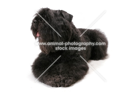 Australian Champion Bouvier des Flandres, lying down