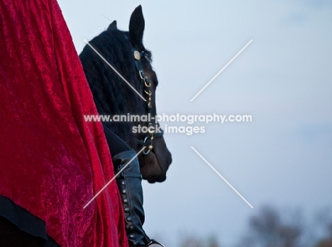 rider in cape on Friesian horse