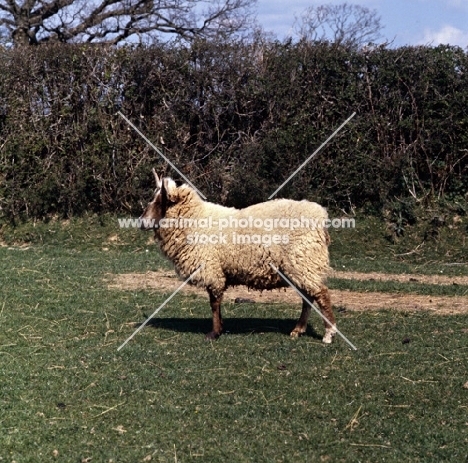 side view of manx loaghtan sheep