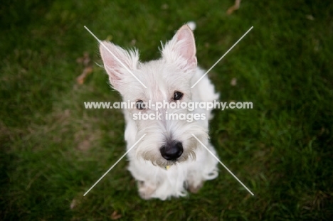 wheaten Scottish Terrier sitting on grass.