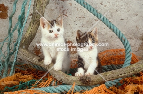 two kittens amongst ropes