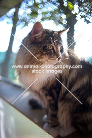 Portrait of international champion Quadzilla's Sirius sitting on a cat shelf