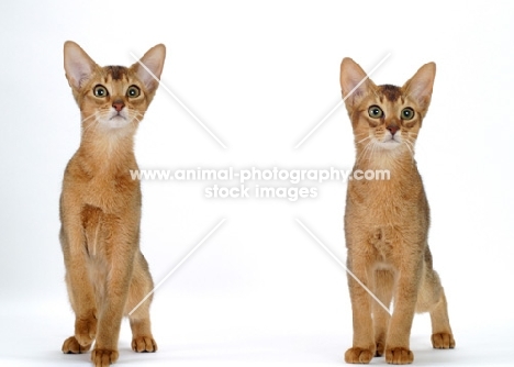two 4 month old Abyssinian cats, front view