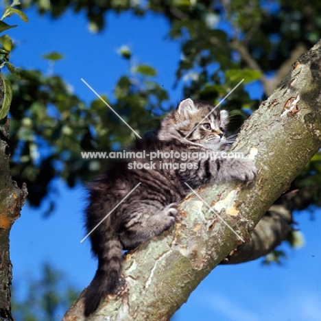 brown tabby long hair kitten up a tree