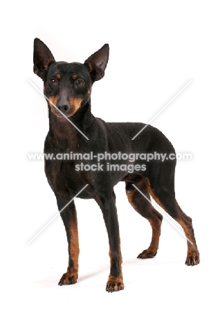 Australian Champion Toy terrier