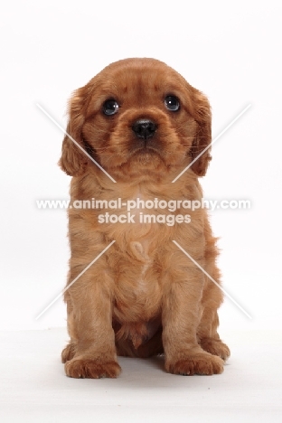 ruby Cavalier King Charles puppy, in studio, looking up