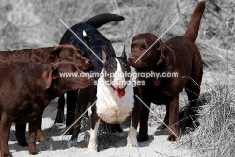 bull terrier surrounded by labradors