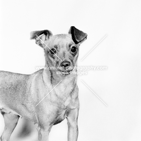 champion miniature pinscher