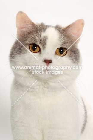 Blue Classic Tabby and White Manx portrait