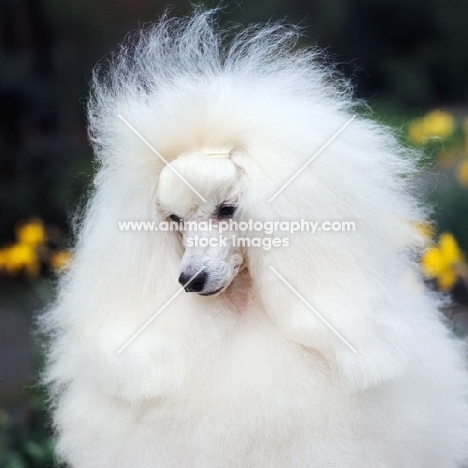 fluffy miniature poodle, portrait