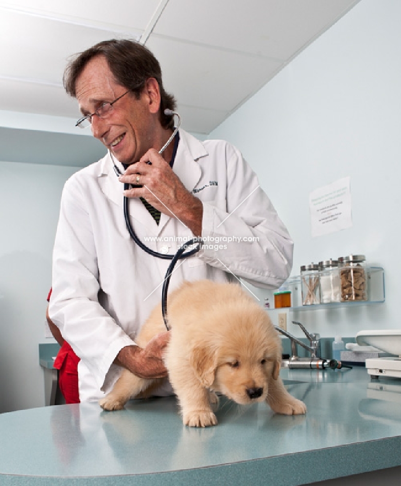 Golden Retriever puppy at the vets, stethoscope