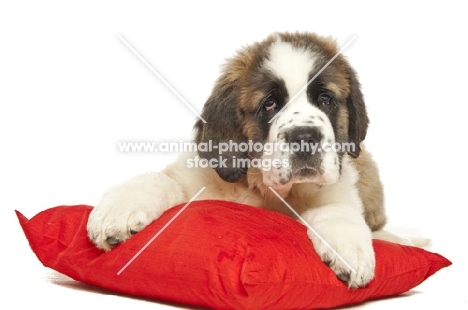 young Saint Bernard on red cushion
