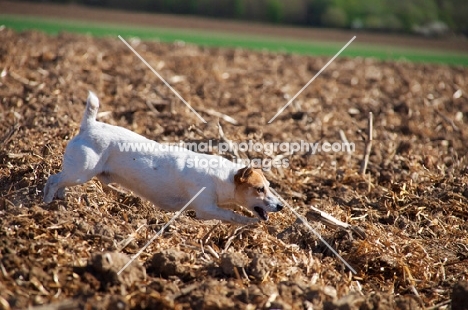 Jack Russell searching field for a stick