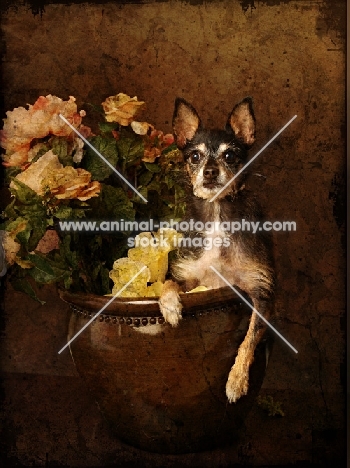 mixed breed dog with flowers