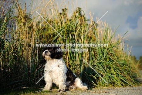 black and white Shih Tzu sitting down near greenery