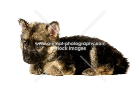 German Shepherd (aka Alsatian) puppy lying down