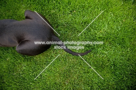 Great Dane hind end lying on grass.