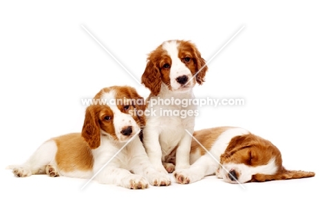 Welsh Springer Spaniel