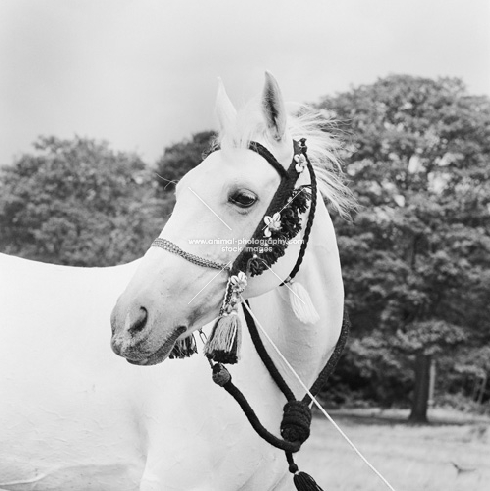 arab mare with a decorated bridle
