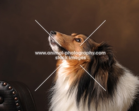 Shetland Sheepdog (sheltie) looking up