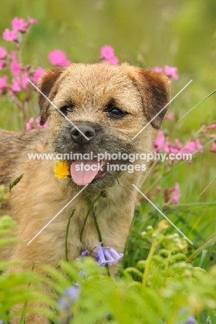 Border Terrier (aka coquetdale, reedwater terrier) near flowers