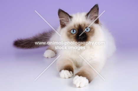 seal point birman cat lying on purple background