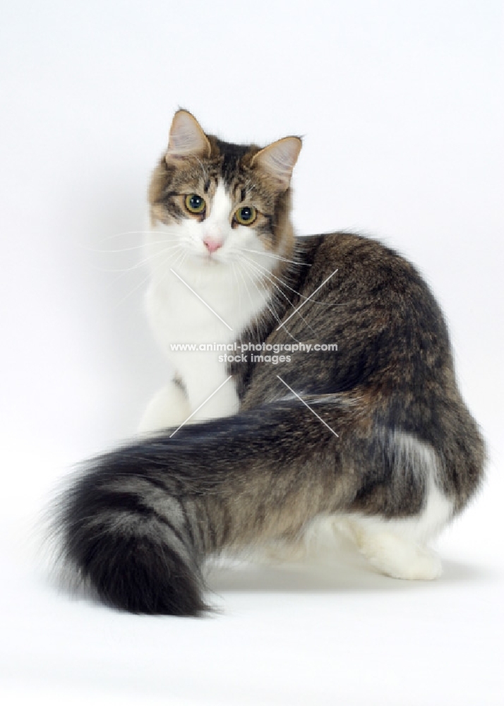 Norwegian Forest cat showing her fluffy tail