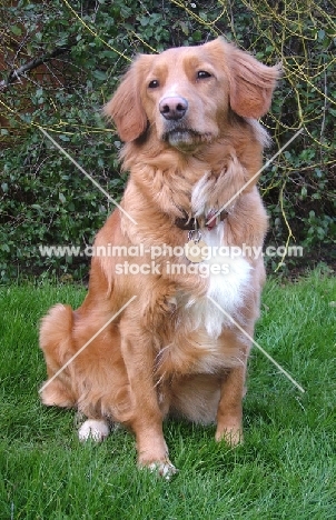 Nova Scotia Duck Tolling Retriever