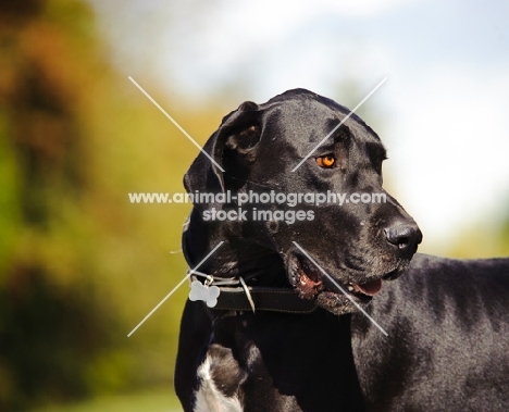 shiny black Great Dane