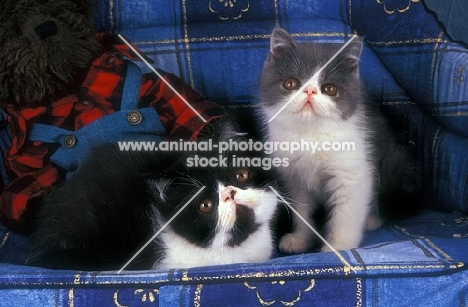 bi-coloured Persian kittens (black and white plus blue and white)